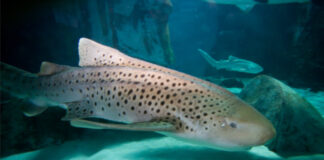Há um programa “tubarástico” para descobrir no SEA LIFE Porto Sea Life Porto