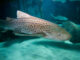 Há um programa “tubarástico” para descobrir no SEA LIFE Porto Sea Life Porto