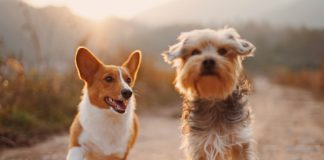 #Petday: Evento em prol da ‘Anjos de Rua’, ONG de proteção animal de Campinas acontece neste sábado anjos de rua de campinas