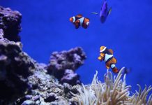 Dia Mundial da Criança em Matosinhos convida a uma visita ao Sea Life dia mundial da criança em matosinhos