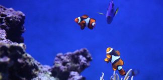 Dia Mundial da Criança em Matosinhos convida a uma visita ao Sea Life dia mundial da criança em matosinhos