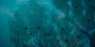 Alterações climáticas afetam o ciclo de vida do robalo alteracoes climaticas