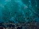Alterações climáticas afetam o ciclo de vida do robalo alteracoes climaticas