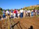 Colheita das hortas comunitárias de Silves tem como destino a Associação Castelo de Sonhos hortas comunitárias em silves