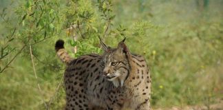 Lince ibérico: Silves abre concurso para estratégia de centro interpretativo lince ibérico