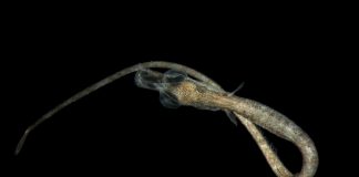 Exposição fotográfica mostra a fase mais sensível do ciclo de vida dos peixes da costa Portuguesa ciclo de vida dos peixes