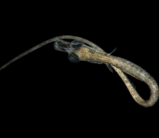 Exposição fotográfica mostra a fase mais sensível do ciclo de vida dos peixes da costa Portuguesa ciclo de vida dos peixes
