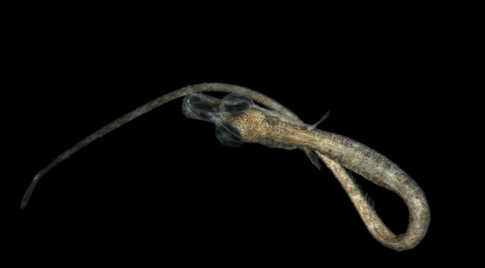 Exposição fotográfica mostra a fase mais sensível do ciclo de vida dos peixes da costa Portuguesa ciclo de vida dos peixes