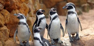 Família de Pinguins apresenta-se com entradas gratuitas no Sea Life Porto entradas gratuitas no sea life