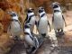 Família de Pinguins apresenta-se com entradas gratuitas no Sea Life Porto entradas gratuitas no sea life