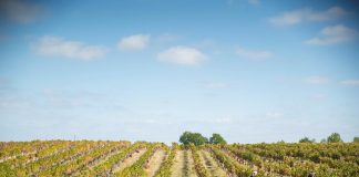 Rota dos Vinhos do Dão: vindimas com programas especiais rota dos vinhos