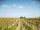 Rota dos Vinhos do Dão: vindimas com programas especiais rota dos vinhos
