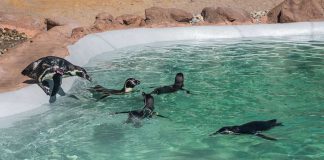 Voucher para o SEA LIFE Porto no saco de compras do Pingo Doce em Setembro voucher sea life porto