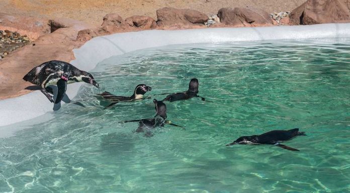 Voucher para o SEA LIFE Porto no saco de compras do Pingo Doce em Setembro voucher sea life porto