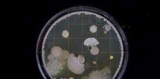 Cultura de Bactérias: Universidade de Coimbra apresenta coleção para assinalar Dia Internacional do Microrganismo cultura de bacterias