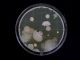 Cultura de Bactérias: Universidade de Coimbra apresenta coleção para assinalar Dia Internacional do Microrganismo cultura de bacterias