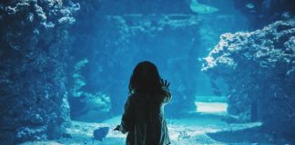 Pegada de carbono: SEA LIFE Porto é o primeiro espaço em Portugal com valor positivo pegada de carbono
