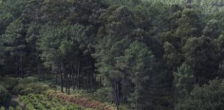 Produtores de vinho verde organizam-se em Clube para alavancar região produtores vinho verde