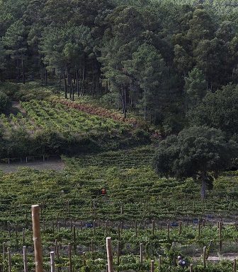 Produtores de vinho verde organizam-se em Clube para alavancar região produtores vinho verde