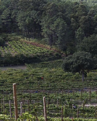 produtores vinho verde