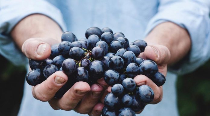 Quinta da Pellada e da Falorca com classificações extraordinárias na “Wine Advocat” de Robert Parker quinta da pellada