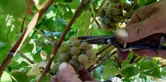 Vinho Soalheiro: viagem ao coração das vindimas da primeira marca de Alvarinho de Melgaço vinho soalheiro