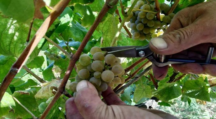 Vinho Soalheiro: viagem ao coração das vindimas da primeira marca de Alvarinho de Melgaço vinho soalheiro