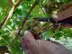 Vinho Soalheiro: viagem ao coração das vindimas da primeira marca de Alvarinho de Melgaço vinho soalheiro