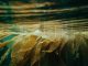 Algas na agricultura, para torná-la mais ecológica e sustentável algas marinhas