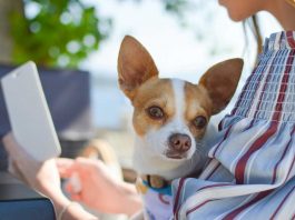 CascaisVet: chegou a Cascais o centro veterinário mais sustentável de Portugal cascaisvet
