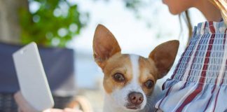 CascaisVet: chegou a Cascais o centro veterinário mais sustentável de Portugal cascaisvet