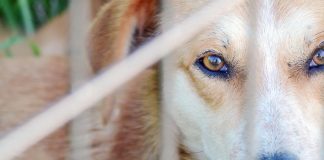 Dia do Animal: duas toneladas de alimentos doados assinalam efeméride na APADO dia do animal