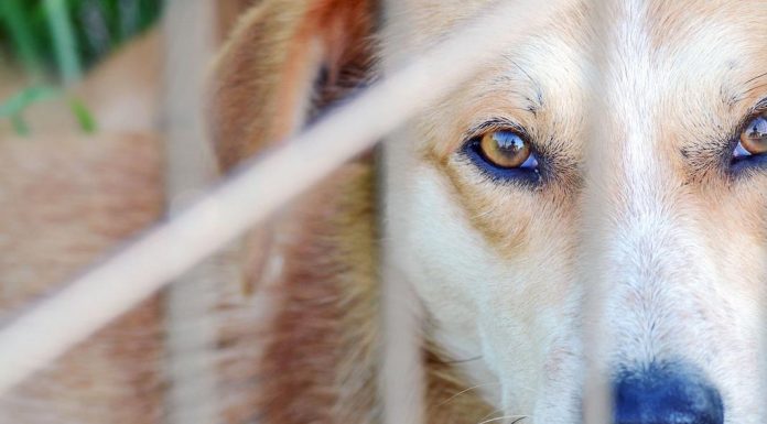 Dia do Animal: duas toneladas de alimentos doados assinalam efeméride na APADO dia do animal