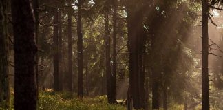 Floresta em Portugal: inovação leva setor a debate em Aveiro floresta portugal