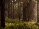 Floresta em Portugal: inovação leva setor a debate em Aveiro floresta portugal
