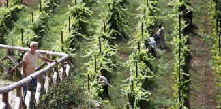 Melhores produtores de vinho: Soalheiro no Top 100 dos EUA melhores produtores vinho
