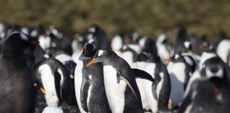 Microplásticos nos oceanos: poluição já chegou à Antártida e aos pinguins microplasticos oceanos