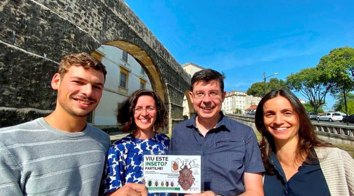 Percevejo asiático: cientistas lançam alerta sobre praga percevejo asiatico