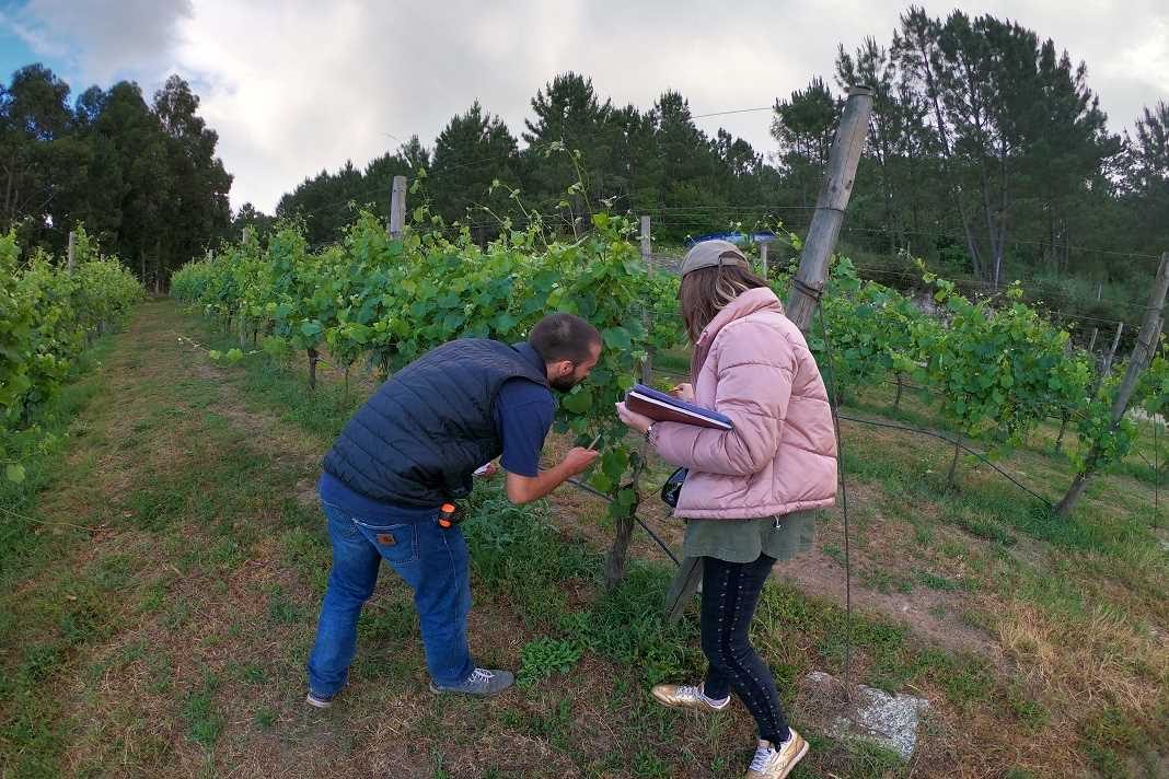 vinho alvarinho vinho alvarinho