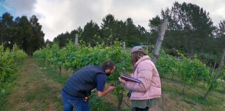 Vinho Alvarinho: Universidade do Minho estuda biodiversidade das vinhas vinho alvarinho