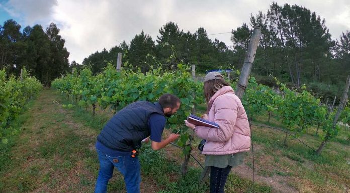 Vinho Alvarinho: Universidade do Minho estuda biodiversidade das vinhas vinho alvarinho