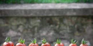 A plantação de uma horta orgânica em casa é o tema de um webinar horta orgânica em casa