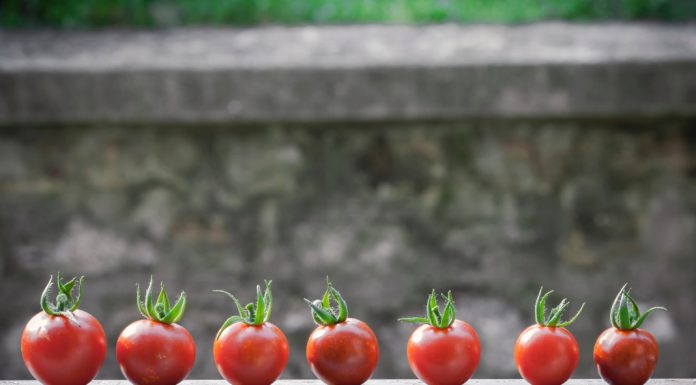 A plantação de uma horta orgânica em casa é o tema de um webinar horta orgânica em casa