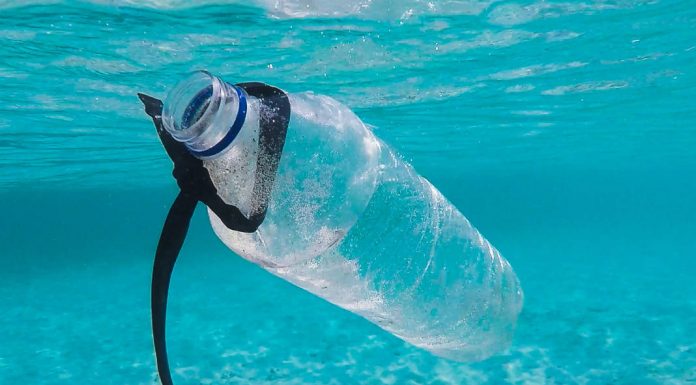 A limpeza do mar é o motivo da campanha de sensibilização “Nem tudo o que vem à rede é Peixe” limpeza do mar