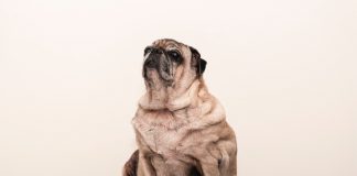 Primeira “Pet Area” com dog-sitting, em Portugal, inaugurada no Mar Shopping Algarve Pet Area com dog-sitting