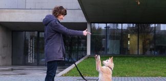 Treino de cães baseado em castigos afeta bem-estar animal, conclui estudo do i3S treino de caes