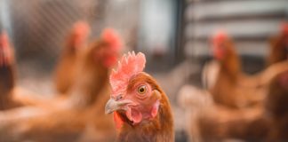 “Better Training for Safer Food”: Soja de Portugal recebe veterinários da União Europeia Better Training for Safer Food