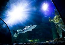 Oceanário do Porto entra no novo ano com os super-heróis subaquáticos oceanario porto