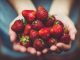 300 escolas juntam-se à APCOI para sensibilizar portugueses para a importância das frutas na alimentação Importância das frutas na alimentação