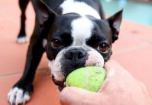 MAR Shopping Algarve diz “woof” ao novo ano com campeonato canino campeonato canino